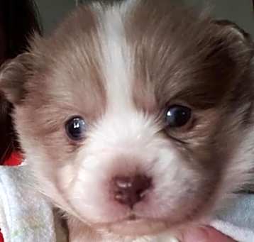 Photo of Daisy