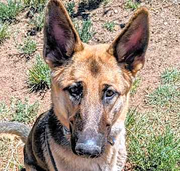 Photo of Scout - Leash & Crate Trained!