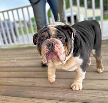 Photo of Samson $595