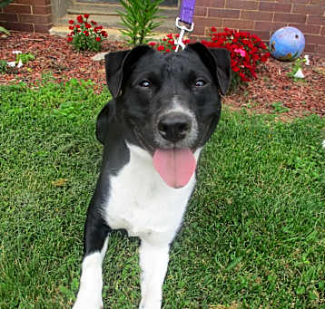 Photo of Mr. Pickles