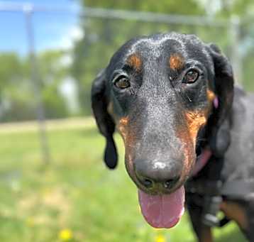 Photo of Duke