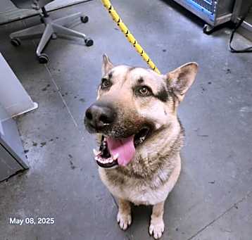 Photo of BOOMER