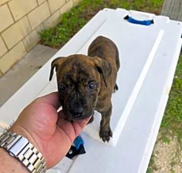 Photo of Butch
