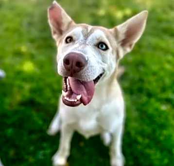 Photo of NACHO