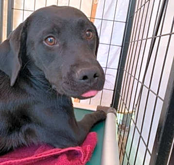 Photo of Bailey