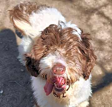 Photo of DeeDee