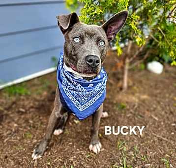 Photo of Bucky