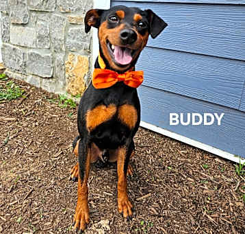 Photo of Buddy (Duke)