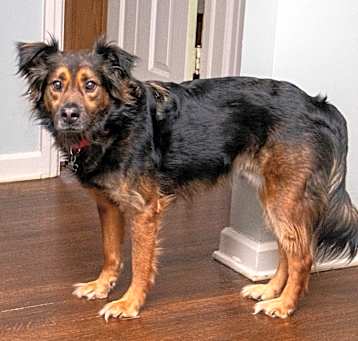 Photo of Nandor