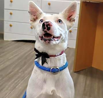 Photo of Luna