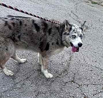 Photo of Bessie (2501384-A)