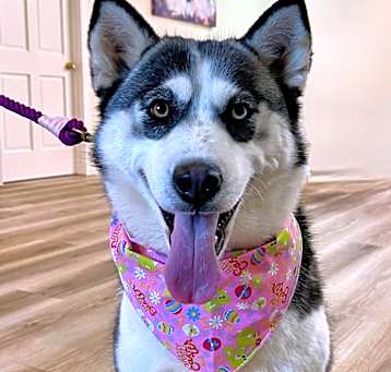 Photo of Akira