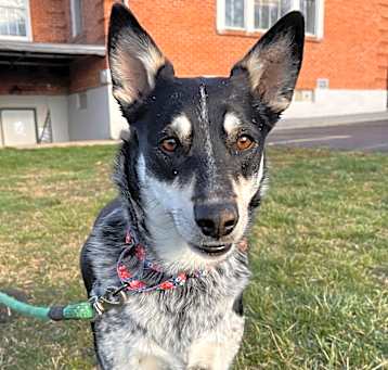 Photo of Kahlua