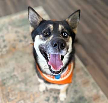 Photo of Miles promises cuddles and smiles