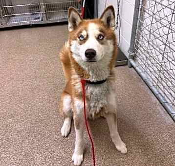 Photo of Wolfy