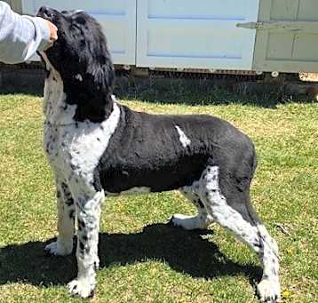 Photo of Gypsy