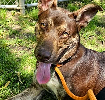 Photo of Chase