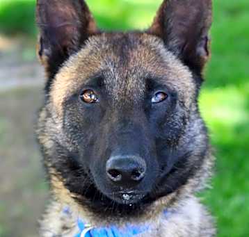Photo of Nymeria
