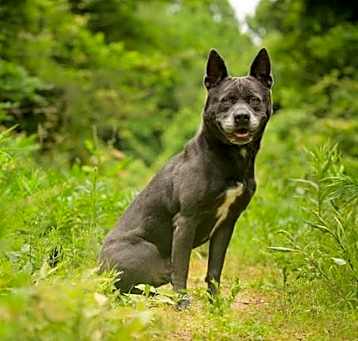 Photo of SMOKY