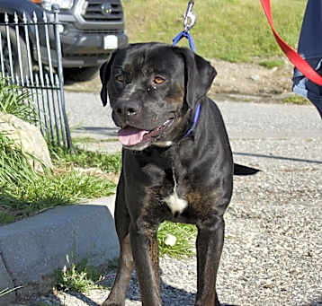 Photo of Macho