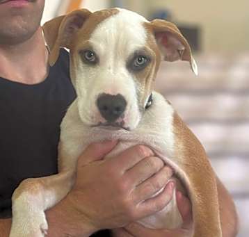 Photo of Paco aka Marvin