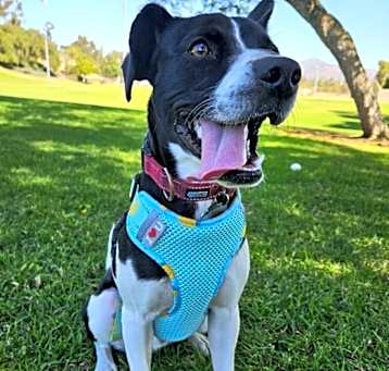 Photo of Oreo
