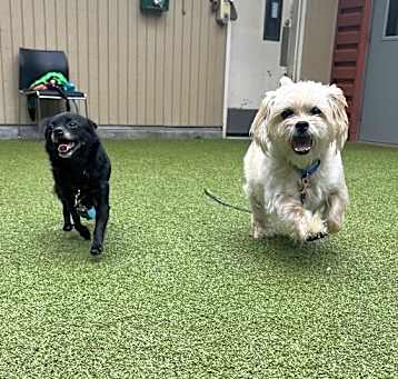 Photo of Suzie- Bonded W/ Sheldon
