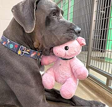 Photo of Bear