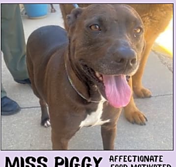 Photo of Miss Piggy