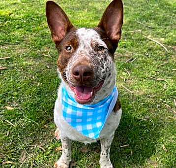 Photo of Hank