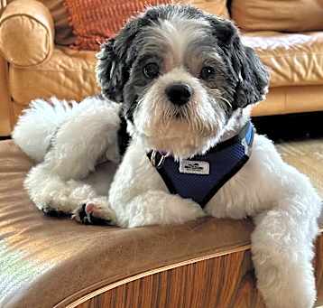 Photo of Poncho
