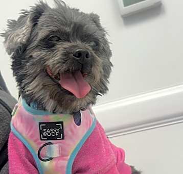 Photo of Hazel (pending medical)