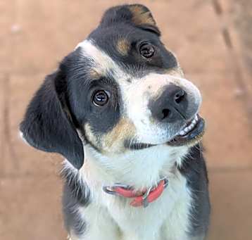 Photo of Ivy