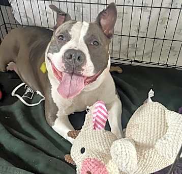 Photo of Rosie