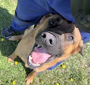 Photo of Tiger - Kitchener