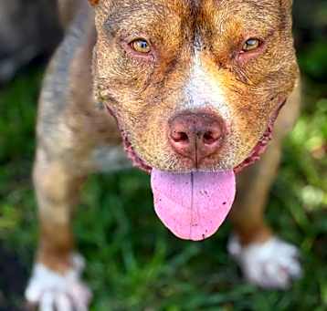Photo of Stubby