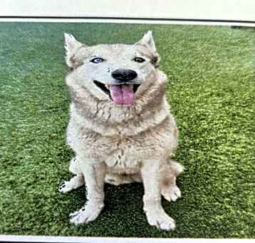 Photo of Bear