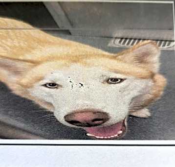Photo of Canelo