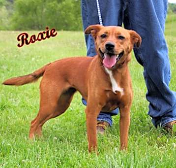 Photo of Roxie