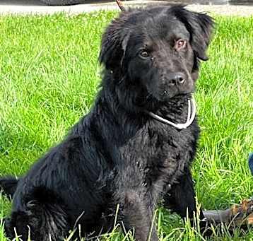 Photo of Huckleberry