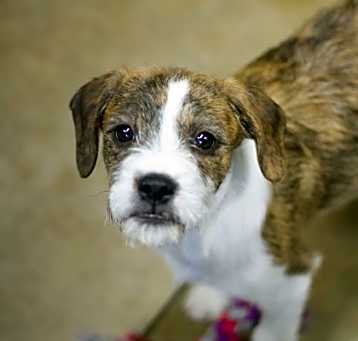 Photo of Piper