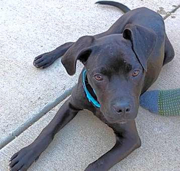 Photo of Dexter