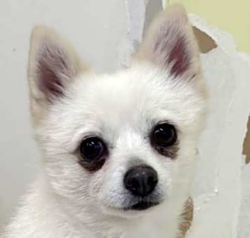 Photo of Sumi