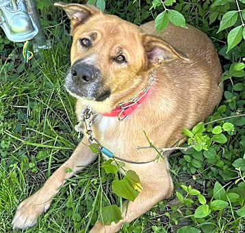 Photo of Copper