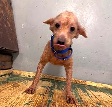Photo of Poodle-1Bently