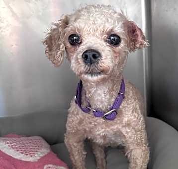 Photo of Poodle-2 Buttons