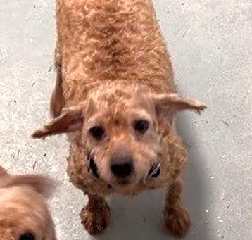 Photo of Poodle-3Taffy