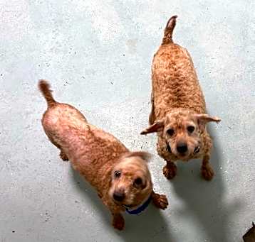 Photo of Poodle-4 Peaches