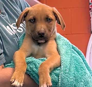 Photo of Pup2 Tango