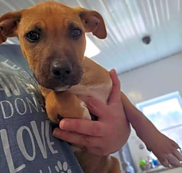 Photo of Pup3 Cash